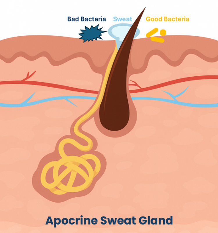 <h2><strong>How Our Products Stop Odor</strong></h2>